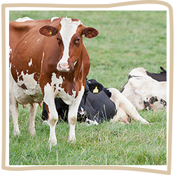 Milk Suppliers - cow welfare